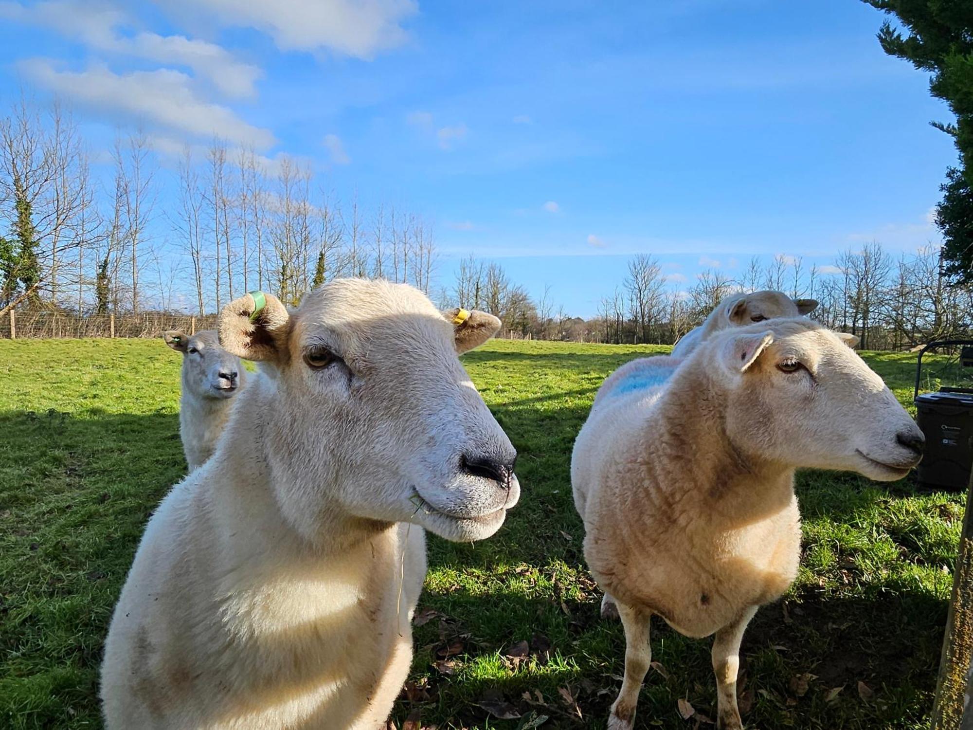 Sleeps 12, Stunning Dog Friendly Lodge, Rural Village Nether Stowey Kültér fotó